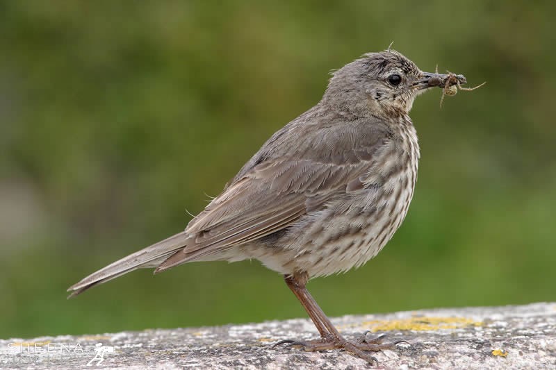 Rock Pipit.jpg - 
